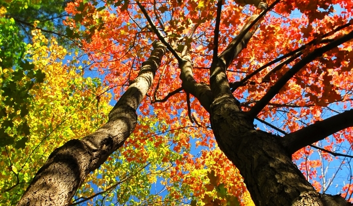 Reach For You, trees reaching to the sky